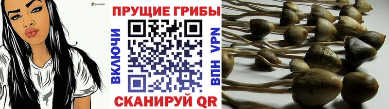 купить наркотик  Каменск-Уральский  Галлюциногенные грибы ЛСД 